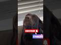 #dog #youtubeshorts #funny