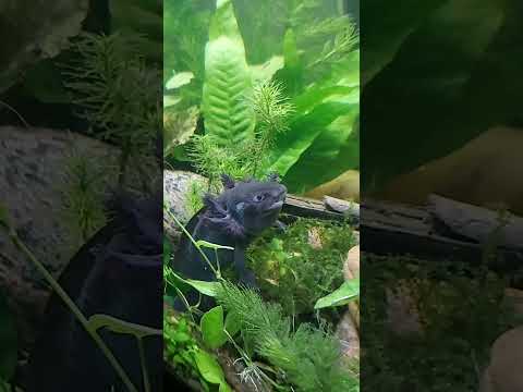 Axolotl eats African dwarf frog