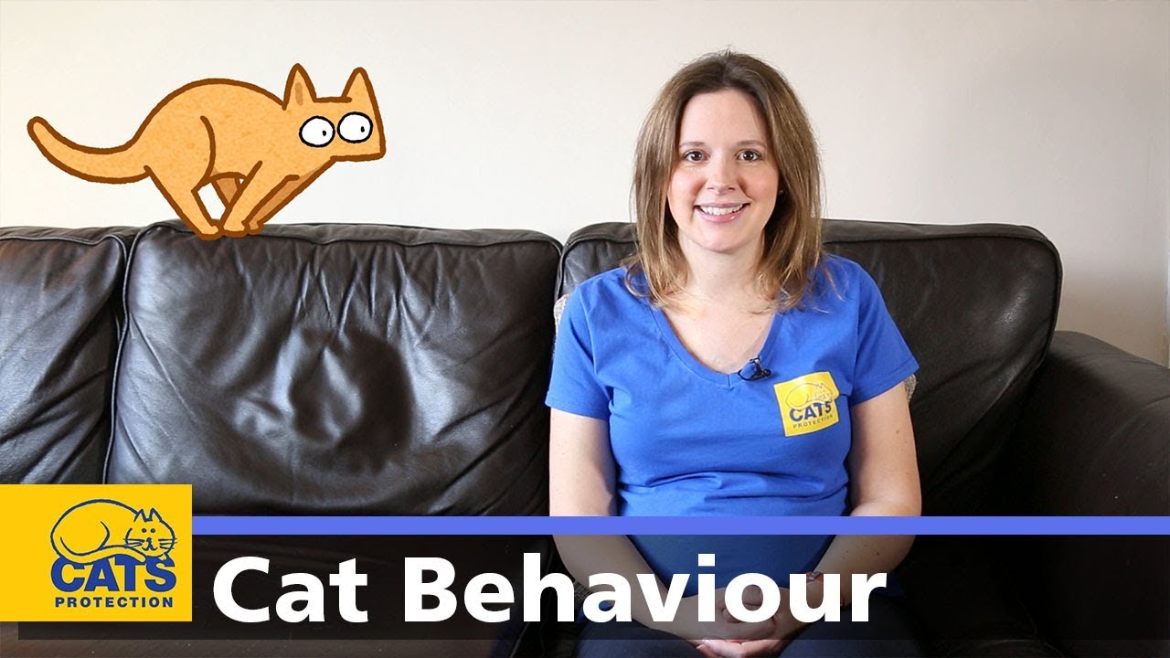 Warning Signs When Introducing Cats (Red Flags Guide) - roverpet.blog