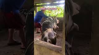 ginawa ba nmng beki 😅#hograiser #hograiser #pig #boar#kababs #Alabatin#AlabatQuezon