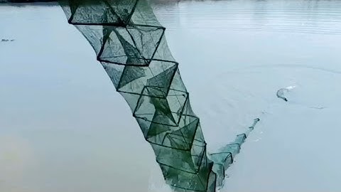 Cách đánh bắt tôm bằng rọ bát quái