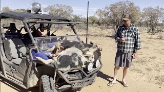 UNBELIEVABLE!! Hunting the last remaining ferals in a Yamaha Viking!! by Southern Star Review 2,252 views 1 month ago 11 minutes, 33 seconds