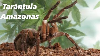 โ
โ
๐ท๏ธ๐ท๏ธTarantula Amazonas ๐ท๏ธ๐ท๏ธ: Brasil