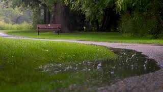 Rainy days in Toronto Park. Sleep Instantly with Rainstorm Sounds Covering the Toronto Park 4k UHD.