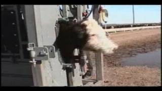 Silencer Hydraulic Cattle Crush Chute 26