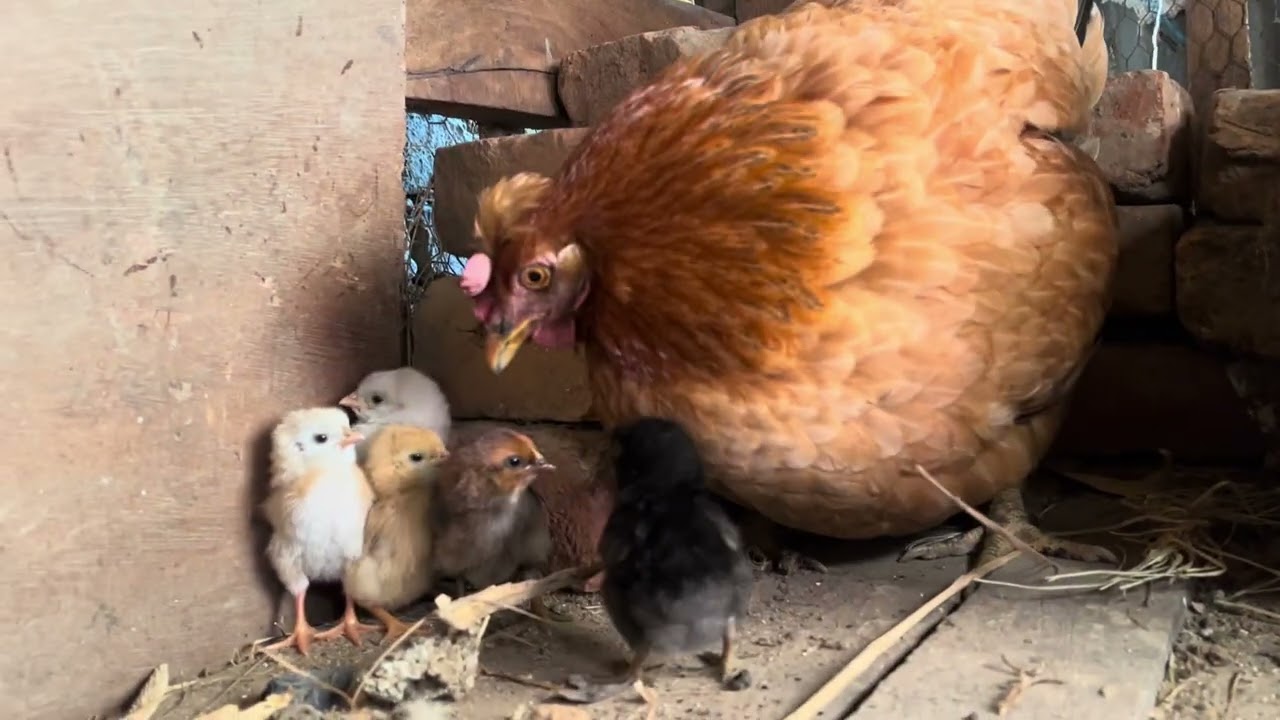 What Happens When You Touch a Newborn Chick?