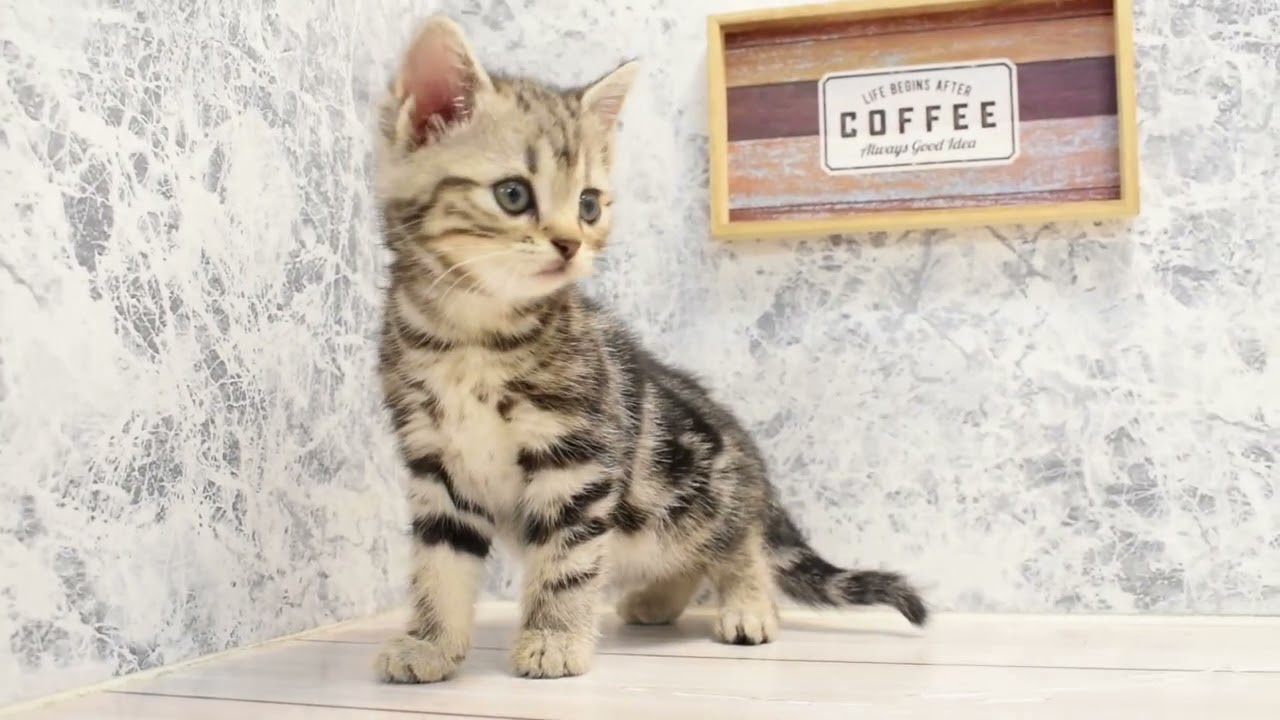 ワンラブ　名古屋市　ペットショップ　237878