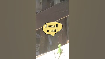 Hey Cat, What is That?  #funnyvideo #cat #comedyshorts