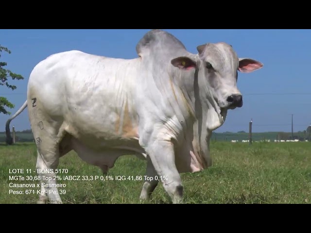 LOTE 11   BONS 5170
