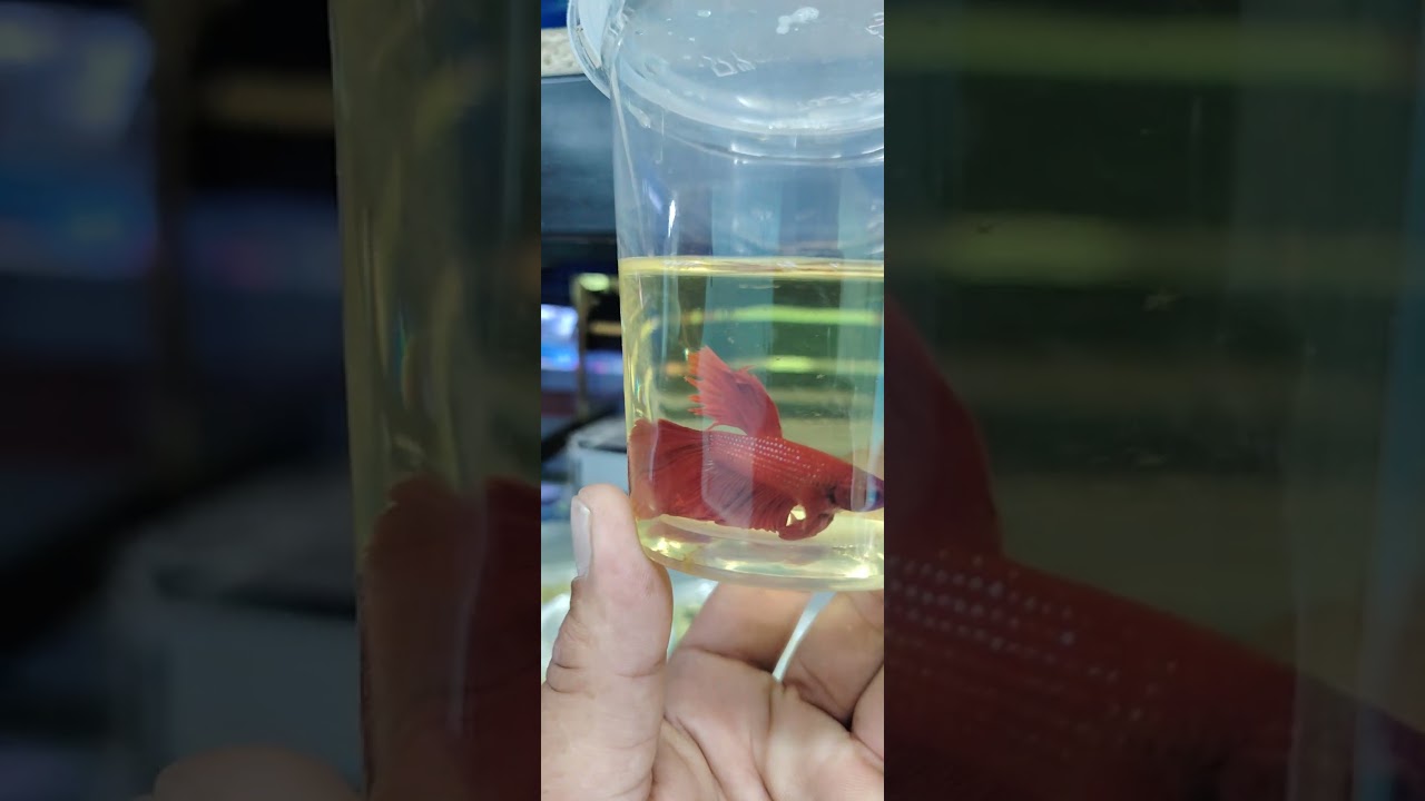 Top 10 freshwater aquarium fish 