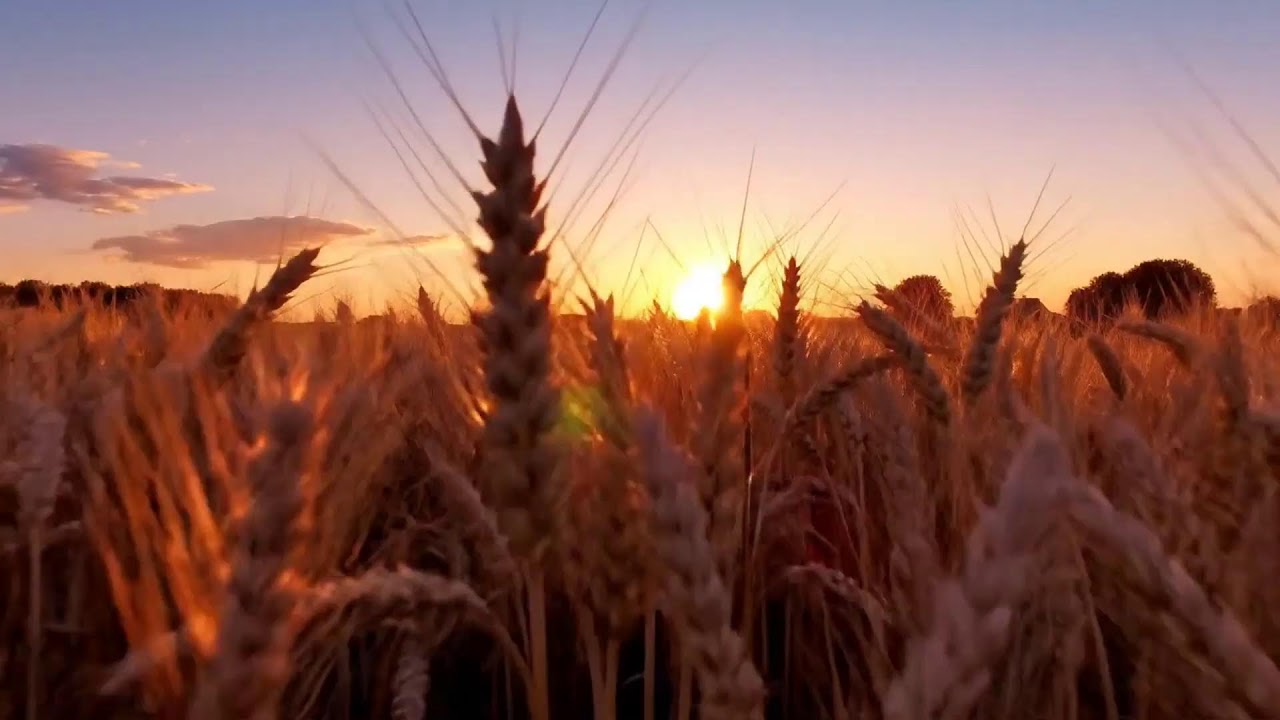 Open Skies Above Calm Prairie Roads 🌄 Relaxing Country Melodies for Calm Evenings