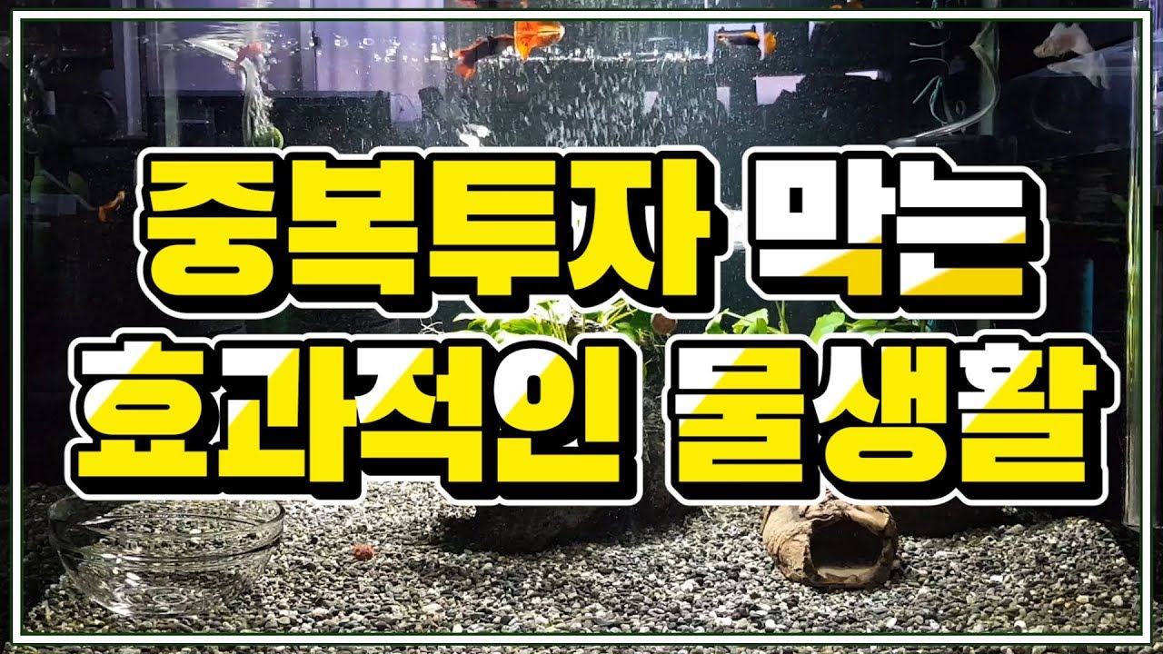 여과병&어항폭번｜중복투자 막는 효과적인 물생활 방법 [물생활은 조경이다]