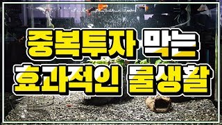 여과병&어항폭번｜중복투자 막는 효과적인 물생활 방법 [물생활은 조경이다]