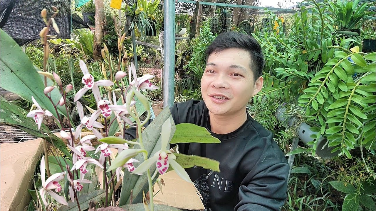 Mùa này trồng được những loại lan gì | phong lan rừng pv
