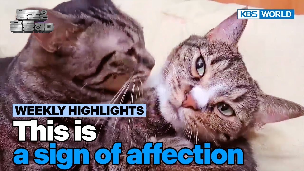 [Weekly Highlights] Twin cats?🐈 [Animals Are Incredible] | KBS WORLD TV 250212