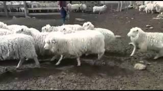 En Venta Ovejas Y Borregas Prenadas, Paridas Y Falladas.