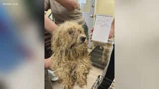 At least 51 animals surrendered to Woodbridge Animal Control, owner facing animal cruelty charges