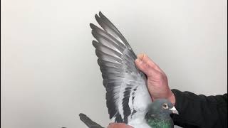 Meulemans 782