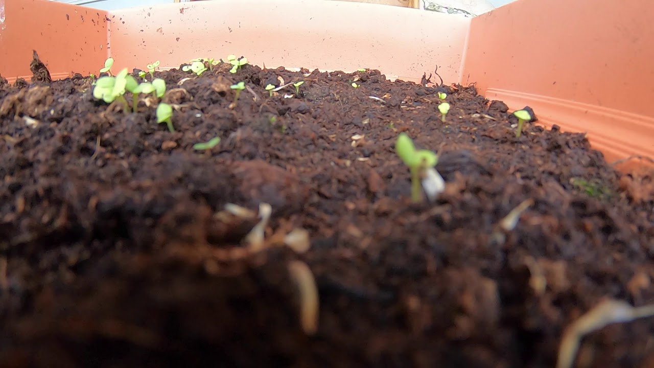 Mums seeds growing YouTube