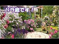 遂にバラが咲きました！