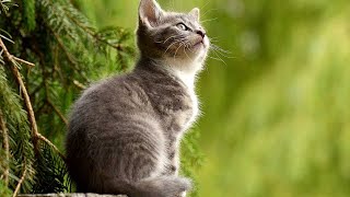 Fun And Fun Presents Tiktok Cute Cats Funny Video Compilation 2021