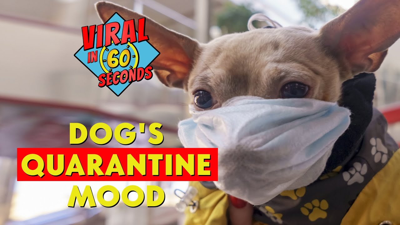 QuarantineDogs