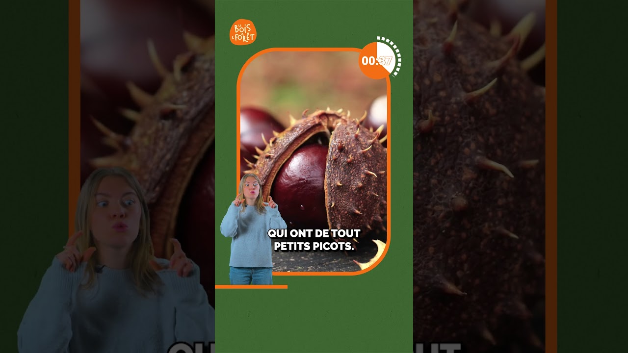 Reconnaître les arbres grâce à leurs feuilles 🍁