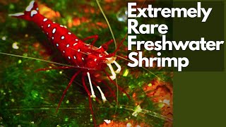 How to Set Up a Beginner Sulawesi Cardinal Shrimp Tank