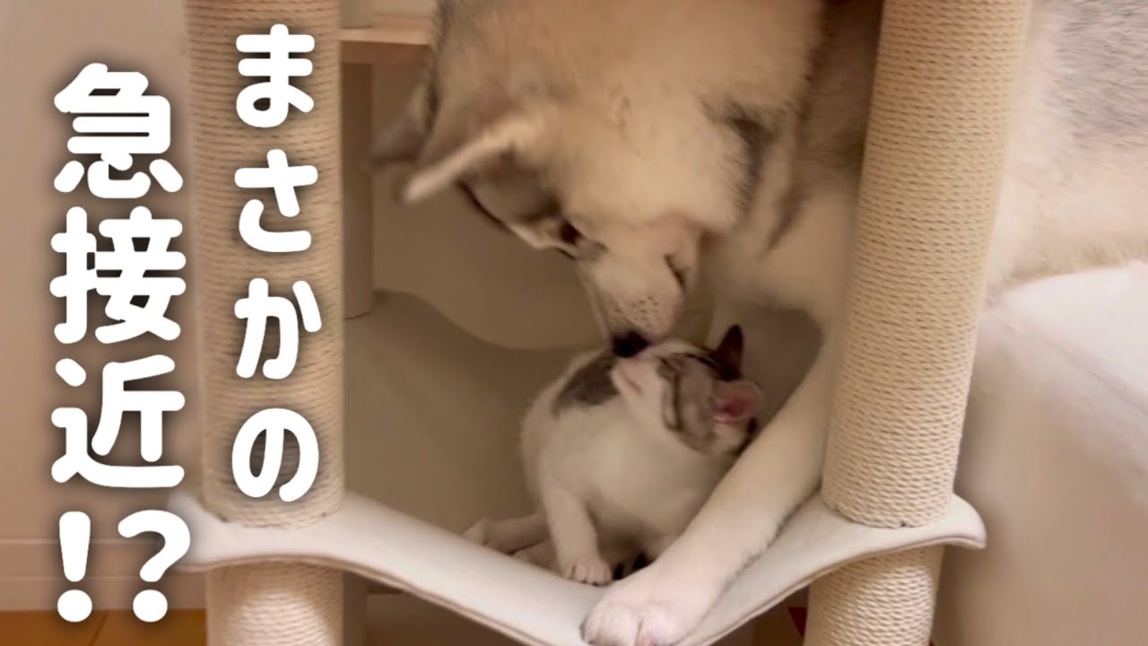 【フリーでの対面】エアコンが壊れてまさかの急接近…？！【シベリアンハスキー】【子猫/保護猫/捨て猫】