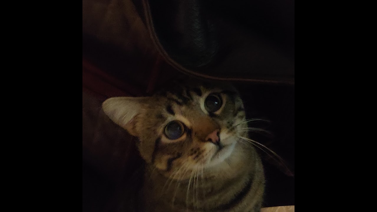 animation throwdown, climbing again for points