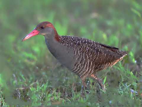 Tiếng Quốc Hoa Chàng Nghịch Quốc Vằn Bản Mới Nhất
