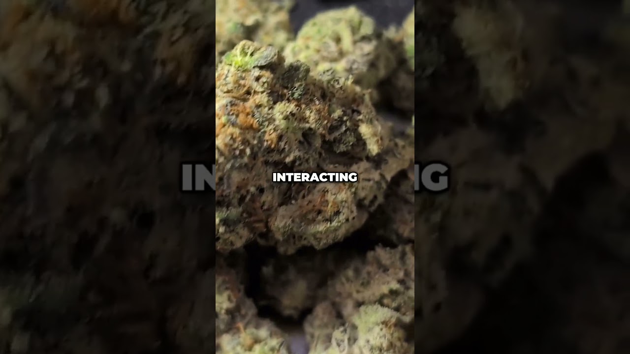 Cheetah Piss Terpenes: Unlock Spicy, Woody, and Calming Secrets!