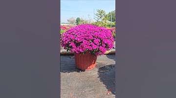 Cúc mâm xôi hàn quốc #cucmamxoi #mamxoihanquoc #gardening #chrysanthemumflowers