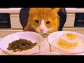 Store cat food vs homemade