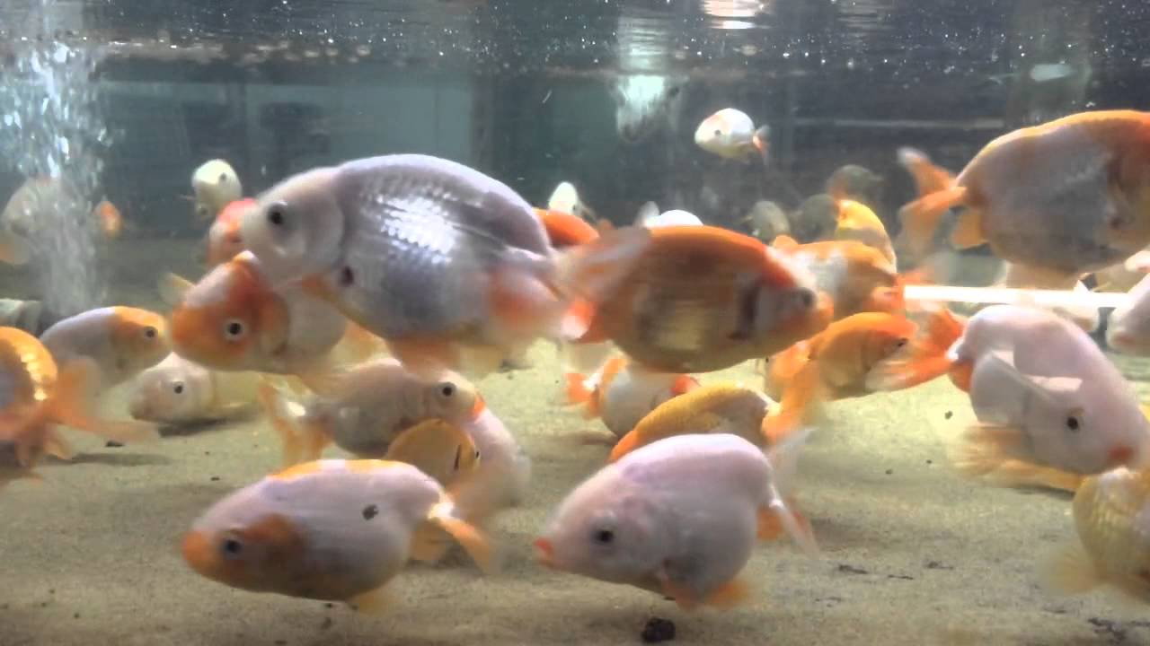 Suzuki x Kageyama (SXK) TVR Japanese Ranchu 1/6/13 - YouTube