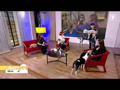 რუბრიკა „აკის პარკი“ - ძაღლების გრუმინგი - მითები, სინამდვილე და რჩევები