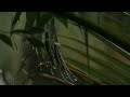 VISUAL AMBIENCE | Tropical Palm Rain, Gentle Drizzle on Leaves - Deep Sleep, Relax and Focus 8 Hours