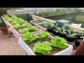 More ways to grow lettuce