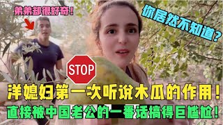 这里居然遍地是木瓜，中国小伙跟洋媳妇介绍木瓜的作用时，手机被干翻尴尬的场面出现了！#洋米vlog #海外生活 #家庭日常 #美食vlog #旅行见闻 #乡村生活