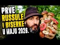 Prve Russule I Biserke U Maju 2026 