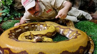 Famous Massive Morphs: What type of albino? Net Worth