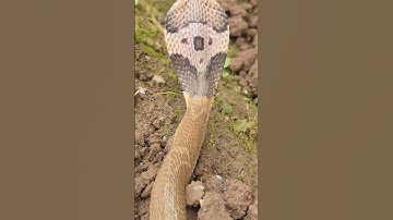 rắn vào vừơn nhà bác nông dân #cobra #snake