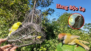 Mang Hoàng Khuyên Đi Bẫy - Đuổi Vồ Sóc Non | Dân Tộc Tây Bắc Tv