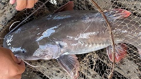 câu cá miền tây cá lăng đuôi đỏ..