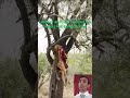 Leopard &amp; Cub Feeding on Impala Kill Beneath Tree #leopard #shortvideo #shorts #short #wildlife
