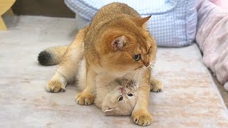 A kitten who chases Dad Cat and attacks him, only to get hit back, is so cute by Lovely Kitten 5,483 views 1 month ago 5 minutes, 24 seconds