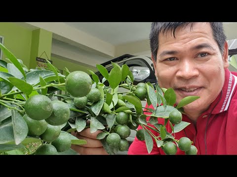 Video: Paano I-repot ang Isang Lemon Tree - Ano ang Pinakamagandang Oras Upang I-repot ang mga Lemon