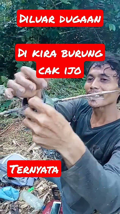 rilis hasil mikat burung cucak cungko...  #burungliar #shorts