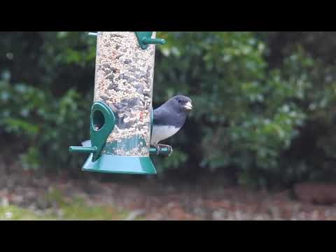 Feed the Birds and Make A World of Difference