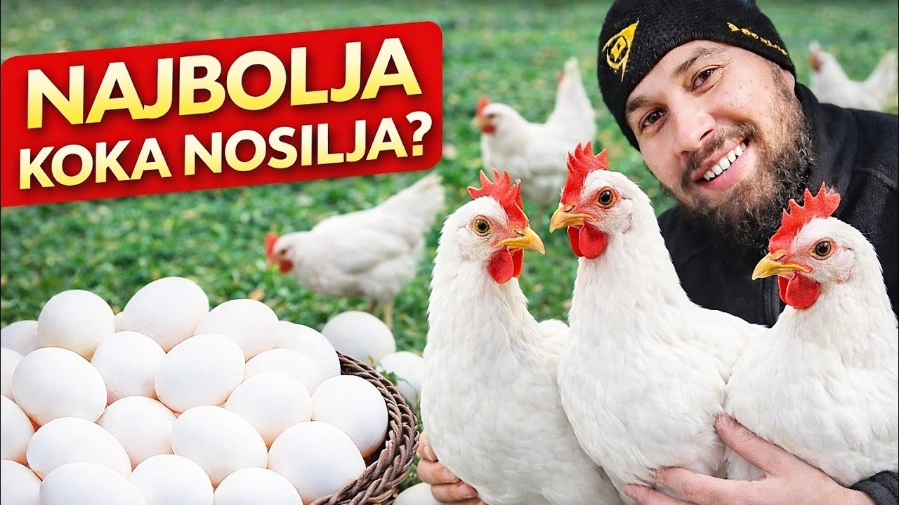 Je li Leghorn stvarno najbolja nosilja? Ovo će vas iznenaditi! 